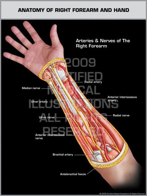 left wrist normal bone structure