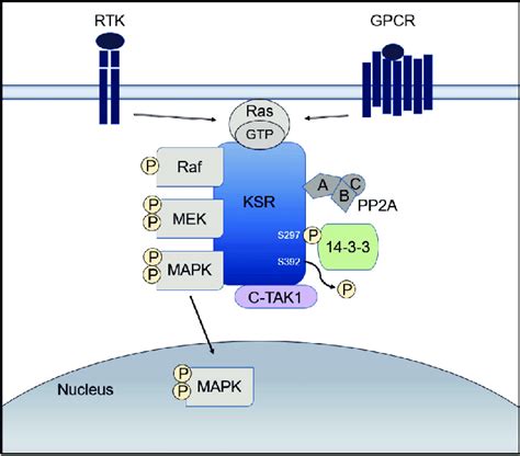 Function of the scaffold protein kinase suppressor of Ras (KSR). KSR... | Download Scientific ...