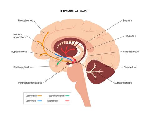 Ventral Striatum Stock Illustrations – 33 Ventral Striatum Stock Illustrations, Vectors ...