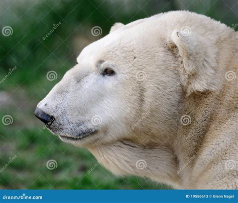 Polar Bear Profile Stock Photos - Image: 19556613