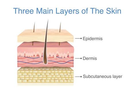 Skin Cell - The Definitive Guide | Biology Dictionary