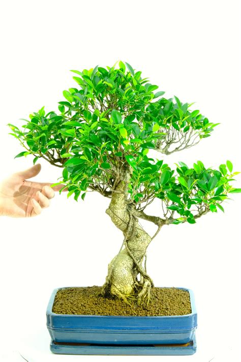 Top Which Bonsai Tree Is Best For Indoors Most Popular - Hobby plan