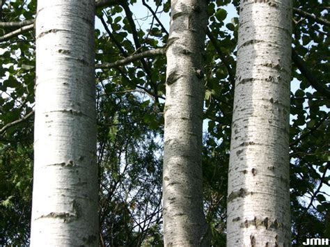 Quaking aspen | The Morton Arboretum