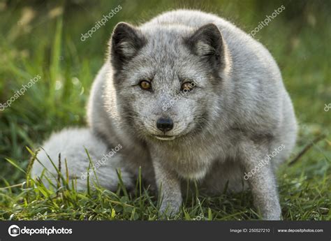 Portrait Arctic Fox Habitat Stock Photo by ©mcummings1400.gmail.com ...