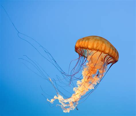 Pacific Sea Nettle, Chrysaora fuscescens, West Coast Sea N… | Flickr