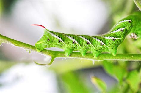 5 Stage Life Cycle Tomato Hornworm: A complete & Easy Guide