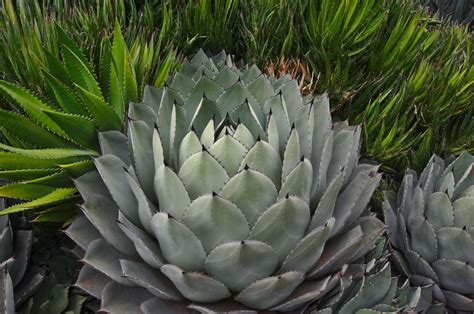 Agave parryi (Century Plant, Parry's Agave) | North Carolina Extension Gardener Plant Toolbox