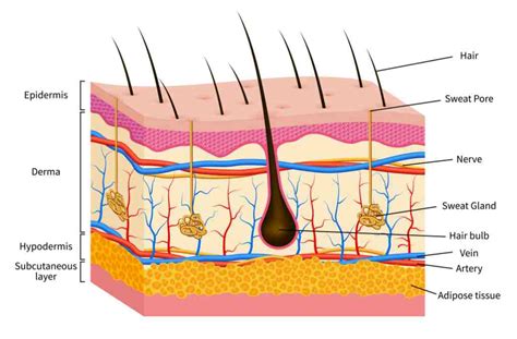 Gambar Struktur Anatomi Kulit - 53+ Koleksi Gambar