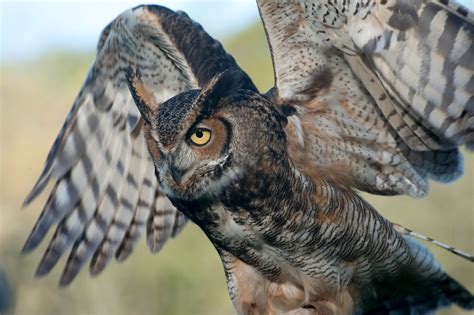 Great Horned Owl | Audubon Field Guide