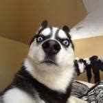 Shocked dog Meme Generator - Imgflip