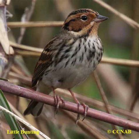 Little Bunting (Emberiza pusilla) - LIBU