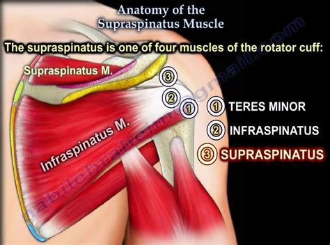 Supraspinatus Tendon Anatomy | Images and Photos finder