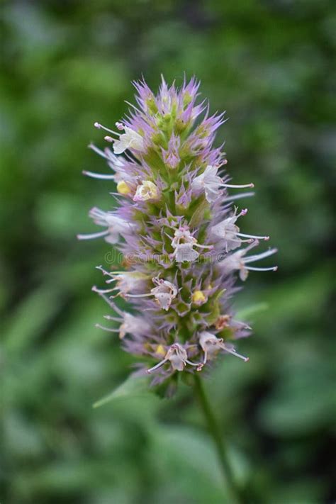 Rocky Mountain Wildflowers in Macro Close Up View in Full Summer Bloom in the Forest Along ...