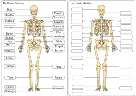 Early Learning Resources Human Skeleton Diagram Labelling Sheets