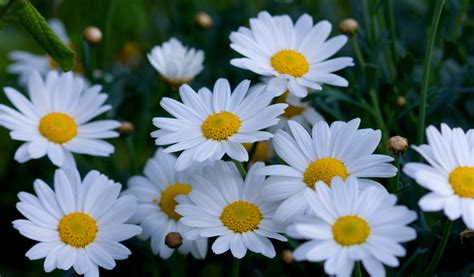 Daisy Flowers Macro Image Free Stock Photo - Public Domain Pictures