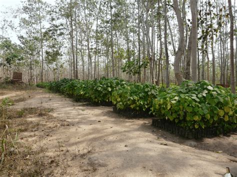 Gmelina plantation and nursery in Omo Forest Reserve. | Download ...