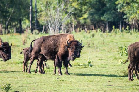 Herd of buffalo stock photo. Image of field, national - 106854868