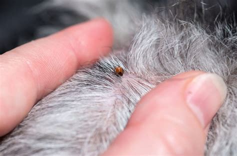Flea and Tick Prevention for Dogs - Petsmartgo