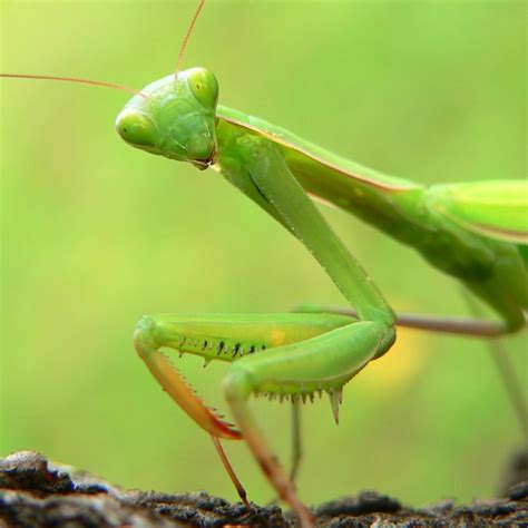 Praying Mantis Eating Mate