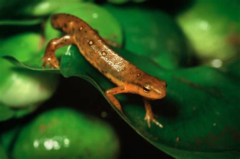 Tips for attracting newts to your pond – Hankintech