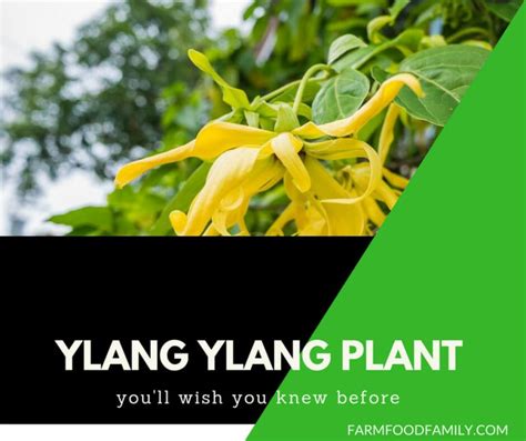 Ylang Ylang Plant Benefits: Everything You Need To Know - FarmFoodFamily