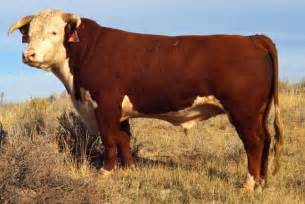 Hereford cattle - Wikipedia