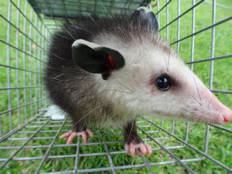 How to Tell if an Opossum is Male or Female? - opossumpestcontrol.com