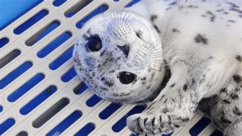 Meet the most vocal rescued baby harbor seal [Video]