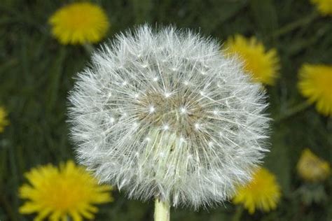 MASLAČAK (Taraxacum officinale Web.) – Institut "Dr Josif Pančić"