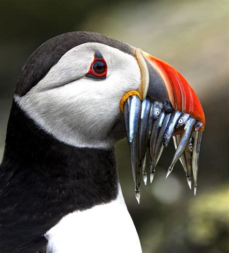 Interesting Photo of the Day: Concerned Puffin Eating a Mouthful of Sand Eels