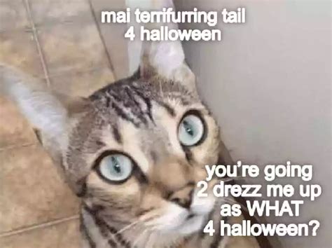 21 Funny Halloween Cat Memes Free Download 2024 - QuotesProject.Com