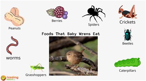 What Do Baby Wrens Eat? - Feeding Nature