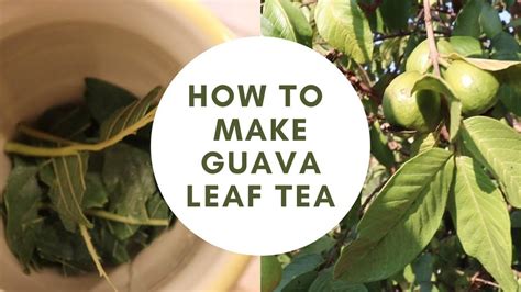 Guava leaf tea – Artofit