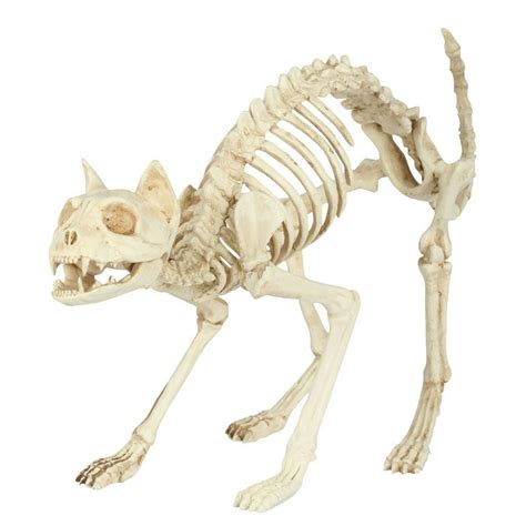 Skeleton Cat - Walmart.com - Walmart.com