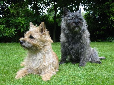 Cairn Terrier - Puppies, Rescue, Pictures, Information, Temperament, Characteristics | Animals ...