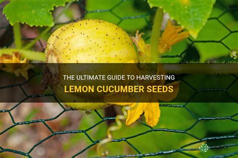 The Ultimate Guide To Harvesting Lemon Cucumber Seeds | ShunCy