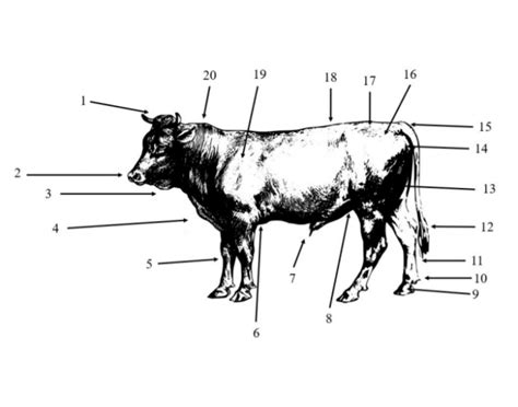 Beef Cattle Anatomy Quiz