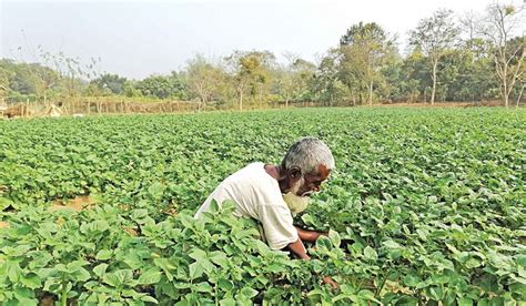 Tobacco Farming in Manikchhari: 3 villages give it up