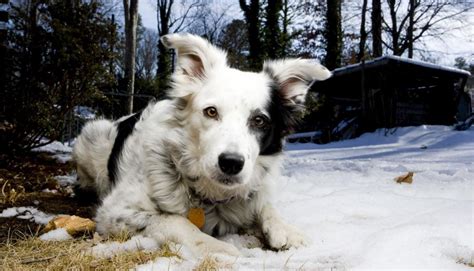 Chaser, The Dog Who Could Recognize 1022 Words