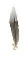 Category:Corvidae feathers - Wikimedia Commons