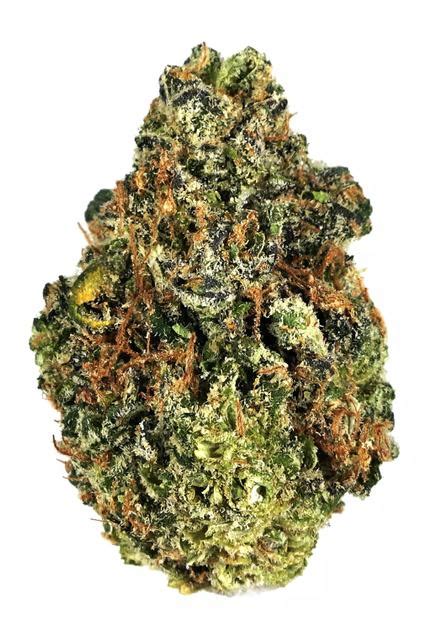 Lemon Gelato - Hybrid Cannabis Strain Video, THC, Terpenes : Hytiva