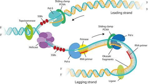 Dna Replication Animation