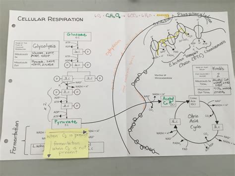 Detailed Cellular Respiration Diagram