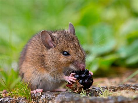 Mouse Munchies: What Food Sources Do Mice Eat? - Advantage Termite ...