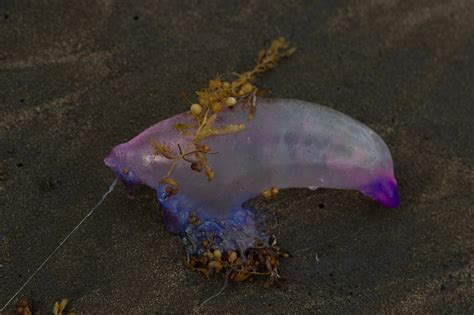 Portuguese Man O' War - Free photo on Pixabay - Pixabay