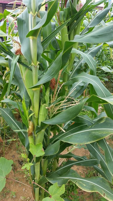 Warisan Petani: Tanam Jagung Manis Tepi Rumah