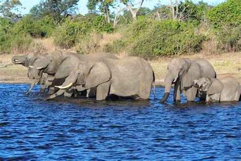 Chobe National Park travel | Botswana, Africa - Lonely Planet