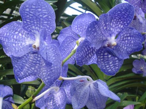 Blue Orchids Growing Tips | Orchid Flowers