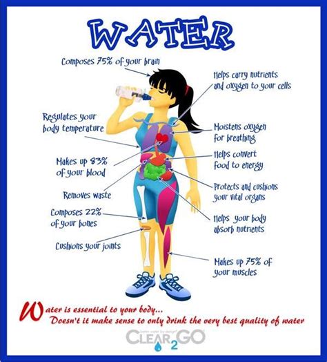 How To Stay Hydrated and Drink More Water | Benefits of drinking water, Why drink water, Water facts