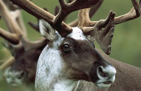 Animals of the world: Reindeer